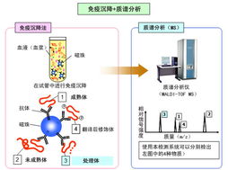 應(yīng)用島津質(zhì)譜技術(shù)開發(fā)生物標(biāo)志物，推動(dòng)生物技術(shù)新突破